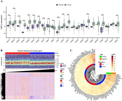 Integrated transcriptome analysis of CSE1L regarding poor prognosis and immune infiltration in bladder urothelial carcinoma and experimental verification